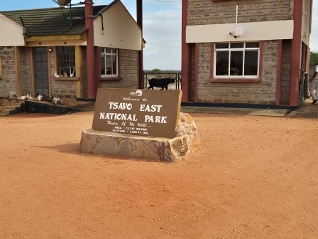 Giraffen im Tsavo Ost Nationalpark